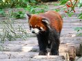 Pandas (047)